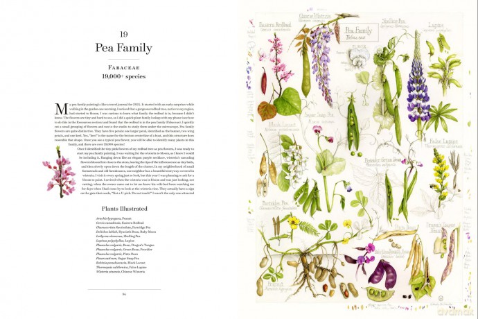The Album of Plant Families: An Illustrated Exploration of Nature's Beauty and Bounty - Wendy Hollender [KSIĄŻKA]