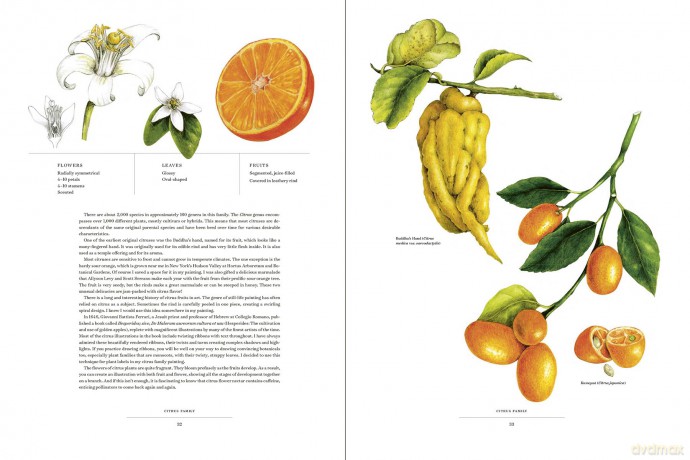 The Album of Plant Families: An Illustrated Exploration of Nature's Beauty and Bounty - Wendy Hollender [KSIĄŻKA]