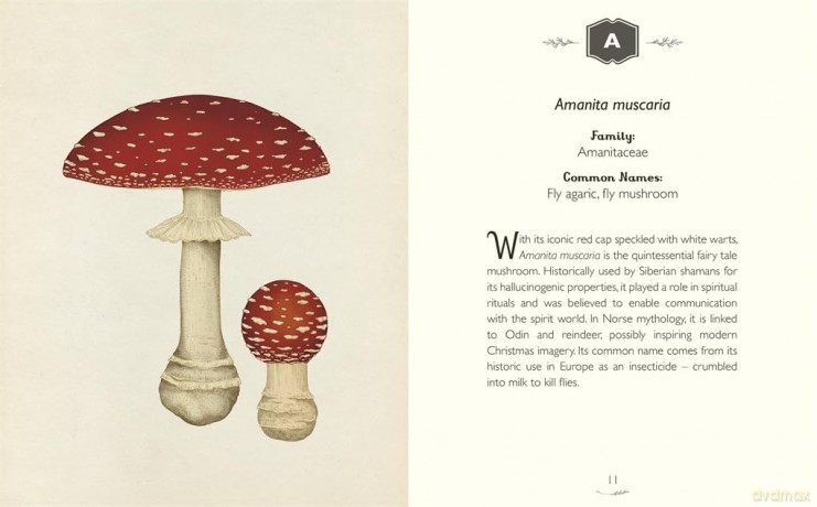 The Curator's Collection: An A to Z of Fungi: A pocket-sized Welcome to the Museum gift edition - Ester Gava [KSIĄŻKA]