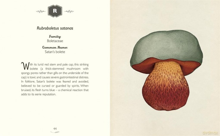 The Curator's Collection: An A to Z of Fungi: A pocket-sized Welcome to the Museum gift edition - Ester Gava [KSIĄŻKA]