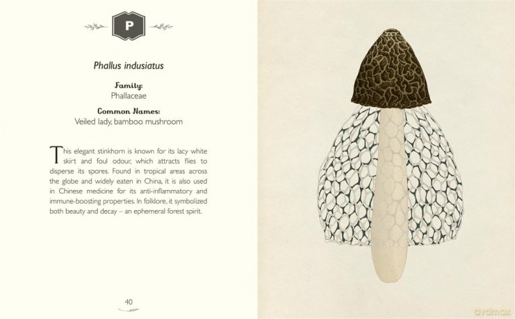 The Curator's Collection: An A to Z of Fungi: A pocket-sized Welcome to the Museum gift edition - Ester Gava [KSIĄŻKA]