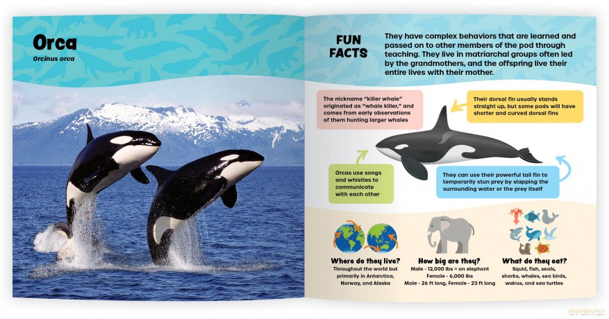 The Fantastic World of Marine Mammals - Iain Kerr [KSIĄŻKA]