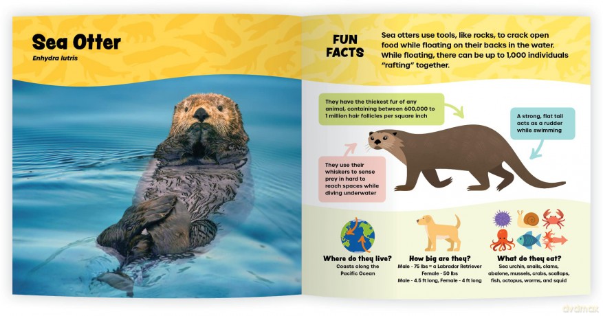 The Fantastic World of Marine Mammals - Iain Kerr [KSIĄŻKA]