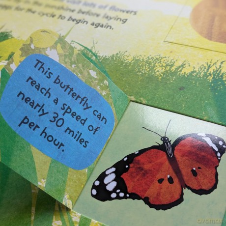 The Life Cycle of Butterflies (Life Cycle Board Book) - Nicola Moore [KSIĄŻKA]