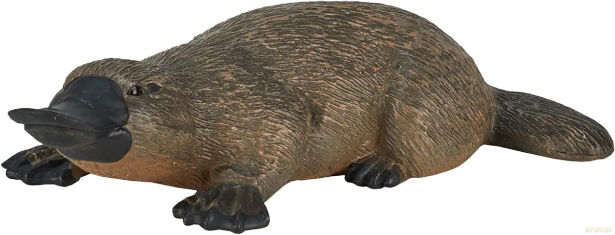 Dziobak ANIMAL PLANET
