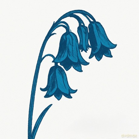 Bluebells: This Is The Bluebells (Bluebell Blue) [Winyl]