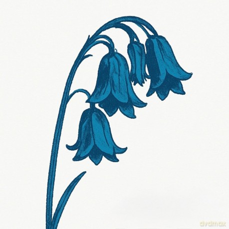 Bluebells: This Is The Bluebells (Glade Green) [Winyl]