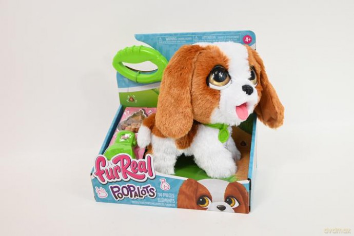 FRF KingCharles Spaniel chodzi n/smyczy 81591