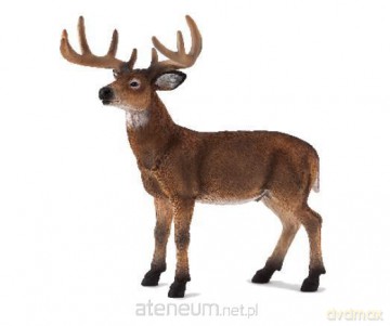 Jeleń wirginijski ANIMAL PLANET