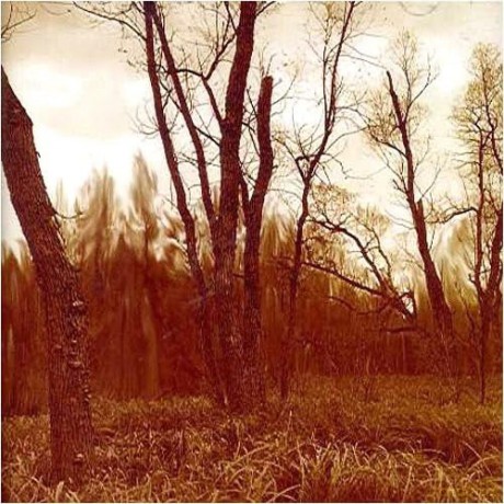 Northwoods Improvisers: Branches [CD]