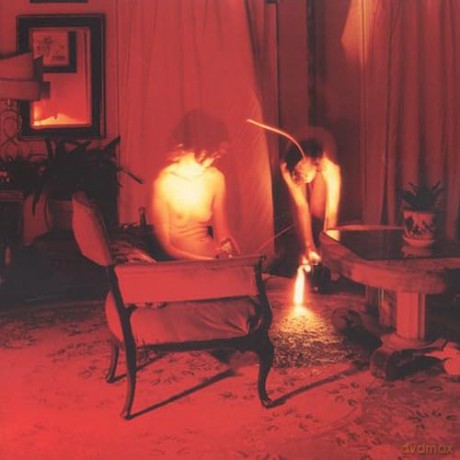 Kammerflimmer Kollektief: Cicadidae [CD]