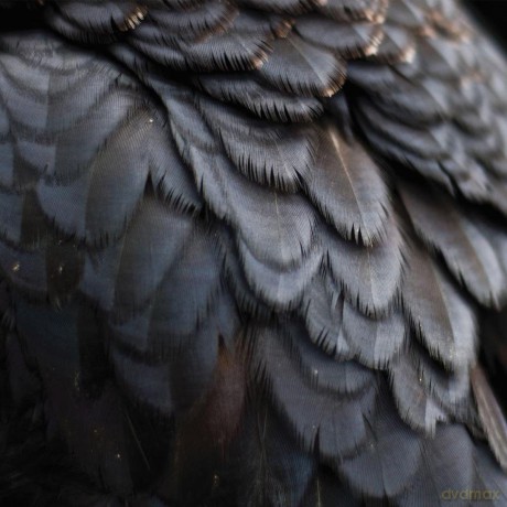 Ex People-Bird: Ex People-Bird [Winyl]