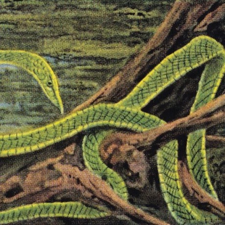 Rainforest Spiritual Enslavement: Green Graves (Galaxy Green) [3xWinyl]