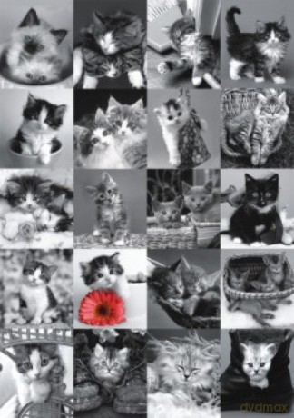 Puzzle 1500 Kotki [PUZZLE]