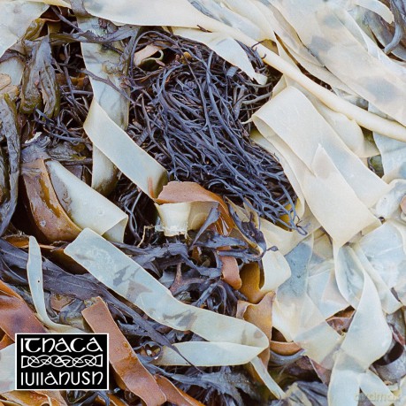 Lullahush-Ithaca: lullahush-Ithaca [Winyl]