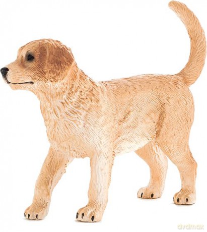 Szczenię rasy Golden Retriver ANIMAL PLANET