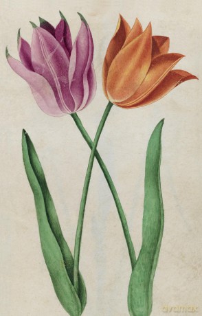 100 Flowers [KSIĄŻKA]