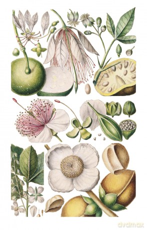 100 Flowers [KSIĄŻKA]