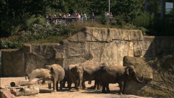 150 Jahre Klner Zoo [DVD]