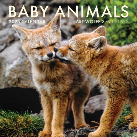 2026 Baby Animals Wall Calendar Art Wolfe [KSIĄŻKA]