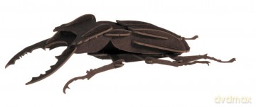 3D Paper Model Beetle