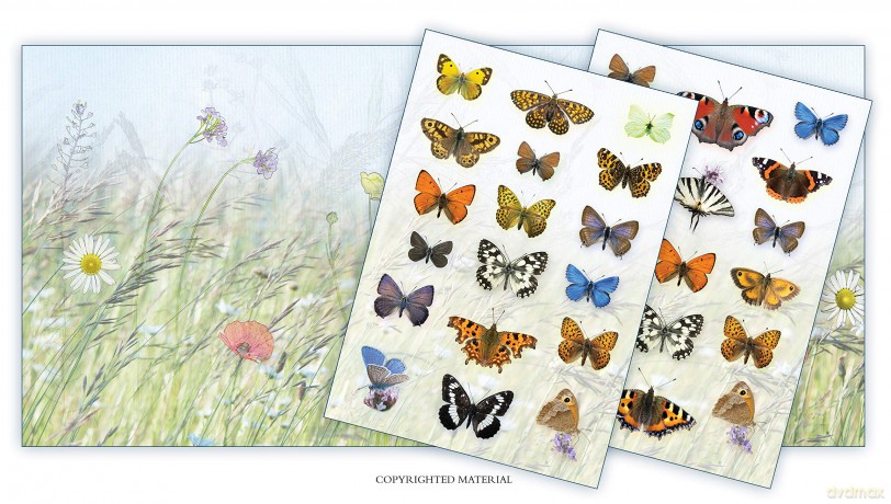 Activity Pack Butterfly [KSIĄŻKA]
