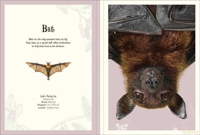 An Anthology Of Intriguing Animals Poster Book [KSIĄŻKA]