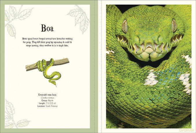 An Anthology Of Intriguing Animals Poster Book [KSIĄŻKA]