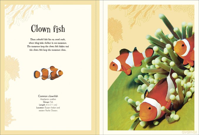 An Anthology Of Intriguing Animals Poster Book [KSIĄŻKA]