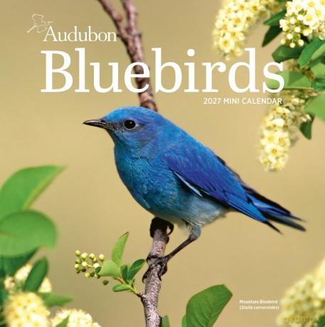 Audubon Bluebirds Mini Wall Calendar 2027 [KSIĄŻKA]
