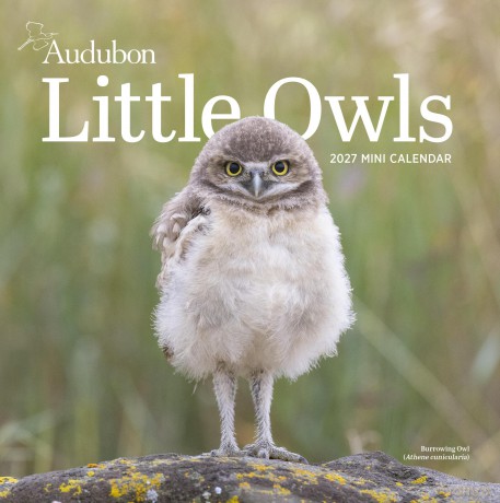 Audubon Little Owls Mini Wall Calendar 2027 [KSIĄŻKA]
