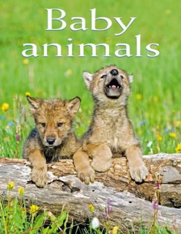 Baby Animals [KSIĄŻKA]