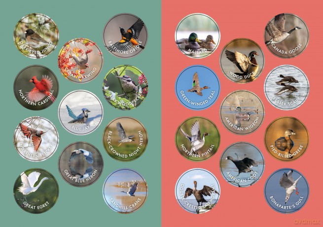 Bird Watchers Field Guide Sticker Logbook [KSIĄŻKA]