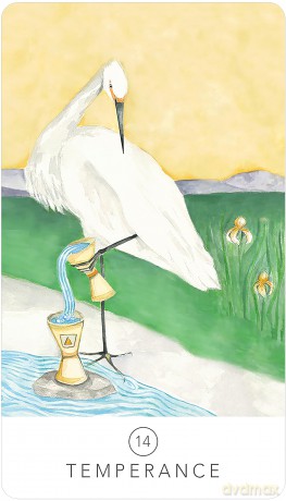 Black Seed Tarot [KSIĄŻKA]