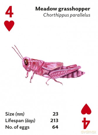 Brilliant Bugs [KSIĄŻKA]