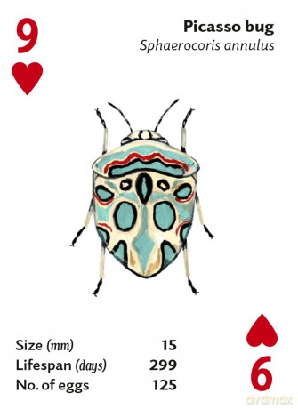 Brilliant Bugs [KSIĄŻKA]