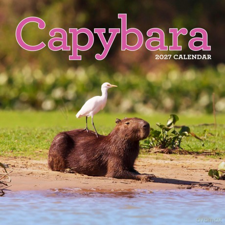 Capybara Wall Calendar 2027 [KSIĄŻKA]
