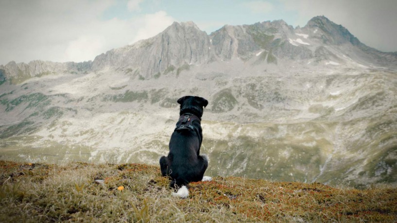 Cody-Wie Ein Hund Die Welt Veraendert/Dv [DVD]