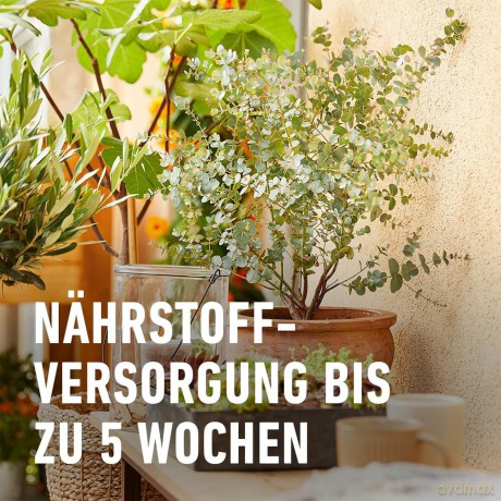 Compo: COMPO BIO Zitruspflanzenerde 10,0 l