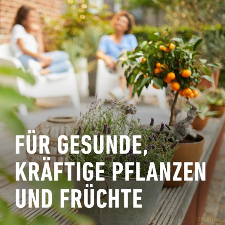 Compo: COMPO BIO Zitruspflanzenerde 10,0 l