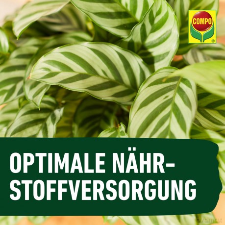 Compo: COMPO Grźnpflanzendźnger 1,0 l
