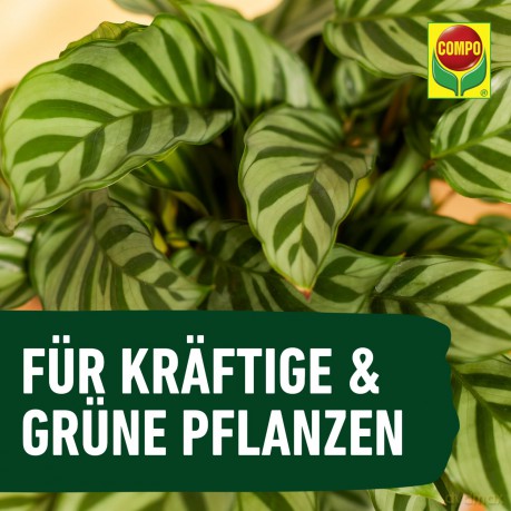 Compo: COMPO Grźnpflanzendźnger 1,0 l