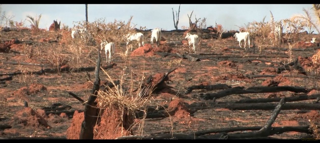 Cowspiracy-Das Geheimnis Der Nachhaltigk [DVD]