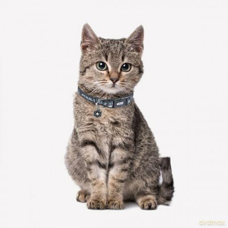 DARTH VADER - Dog Collar - XXS