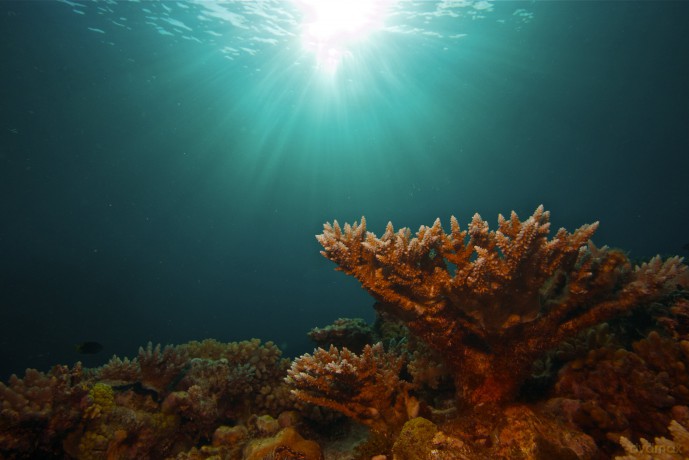 Das Great Barrier Reef Naturwunder Super [DVD]