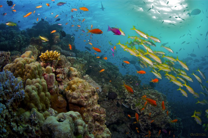 Das Great Barrier Reef Naturwunder Super [DVD]