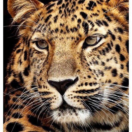 P: Diamond Painting Jaguar Kopf 40x30 cm