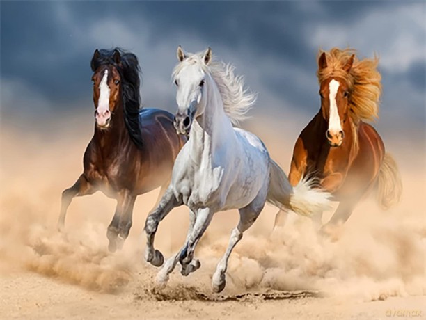 Diamond Painting Pferde im Galopp 40x50P10SpielwarenDIVERSE530170318814.99107.11.20240571234 501099