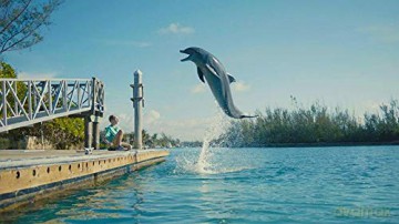 Echo, der Delphin - Eine Freundschaft fürs Leben [Blu-Ray]