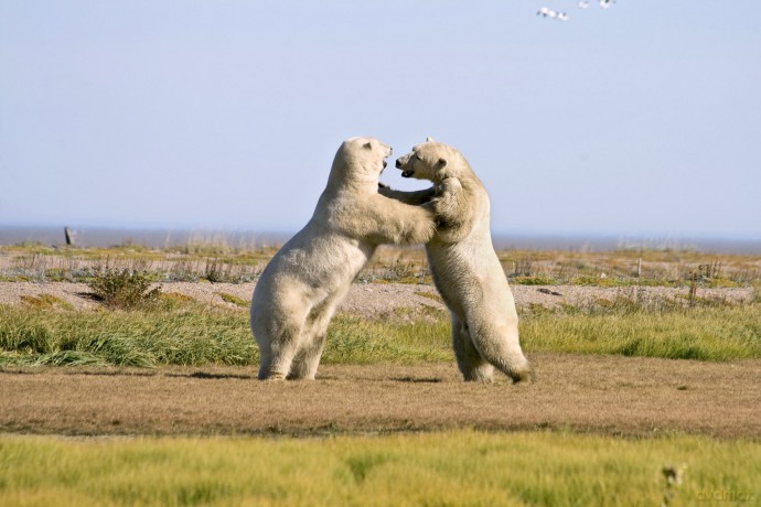 Frozen Planet-Eisige Welten-Komp.ungekr [3DVD]